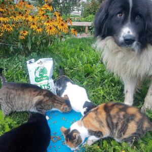 Веган котки и куче