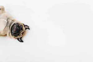 about-us-page-banner-veggedog