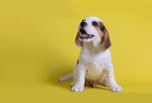 contact-page-banner-veggedog