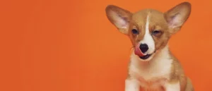 veggedog-vegan-food-for-dogs-and-cats